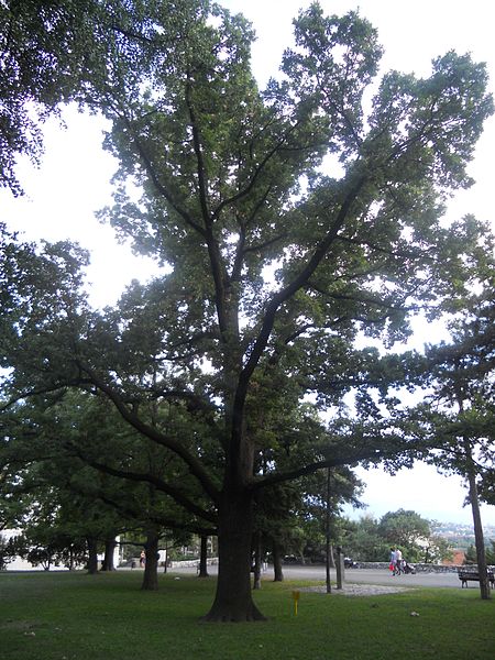 File:Hrast lužnjak Kalemegdan 023.JPG