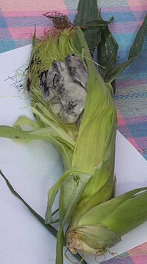 Huitlacoche.jpg