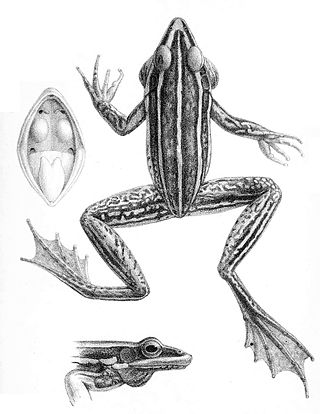 <i>Humerana oatesii</i> Species of frog