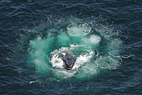 Humpback whale bubble net feeding Christin Khan NOAA.jpg