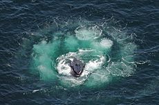 לווייתן גדול-סנפיר: אנטומיה ומחזור חיים, התנהגות ואקולוגיה, בתרבות