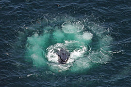 Vue de dessus d'une baleine émergeant d'un filet de bulles.