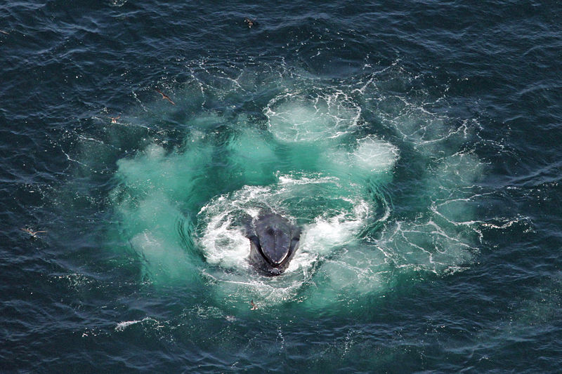 File:Humpback whale bubble net feeding Christin Khan NOAA.jpg