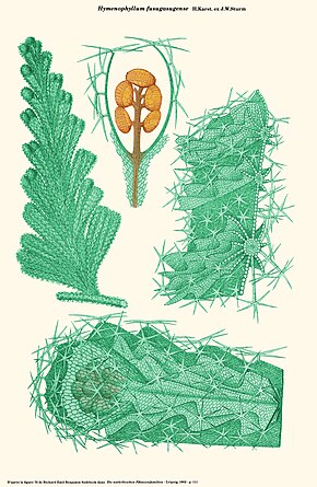 Opis zdjęcia Hymenophyllum fusugasugense (Sadebeck) .jpg.