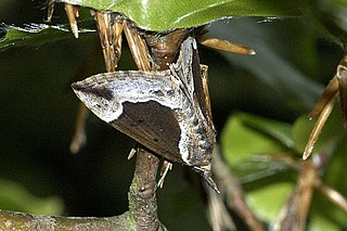 <i>Hypena crassalis</i> Species of moth