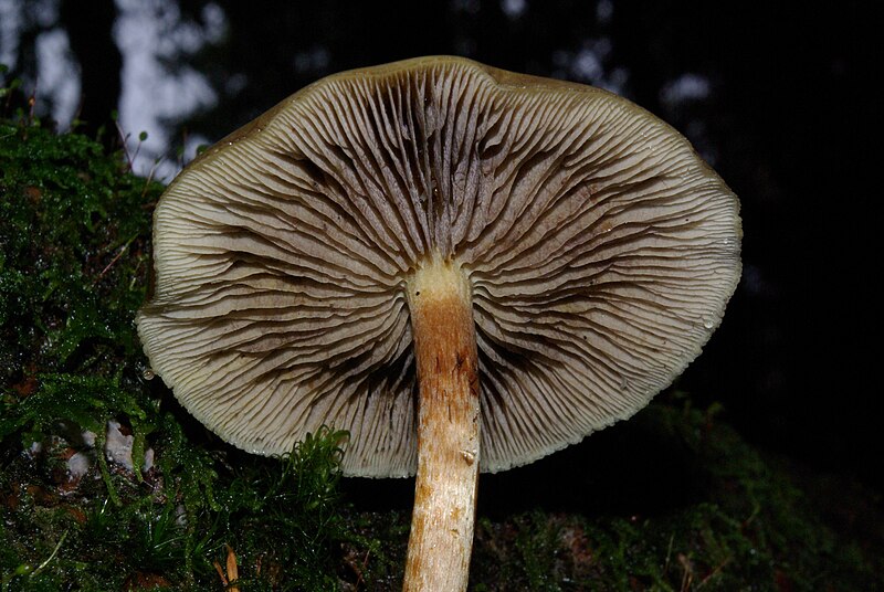 File:Hypholoma capnoides P5797.JPG