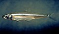 Delta smelt (Hypomesus transpacificus)[47]