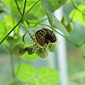 Aristolochia fimbriata