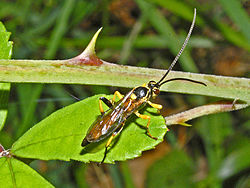 Ichneumonidae - Cratichneumon coruscator var.  luridus (mann) .JPG