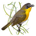 Yellow-breasted Chat Icteria virens