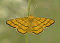 Goldgelber Magerrasen-Zwergspanner (Idaea aureolaria)