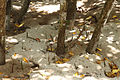 Mangrove sur l'Ile Curieuse