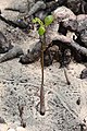 Paletuvier dans la Mangrove sur l'Ile Curieuse