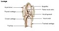 Cross-section of the larynx, with structures including the epiglottis labelled.