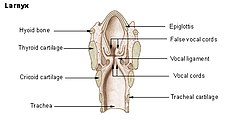 Cross-section of the larynx, with structures including the epiglottis labelled.