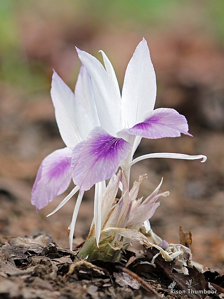 File:Indian Crocus, Bhumi Champa., ചെങ്ങനീര്‍ പൂവ്. (39457847400).jpg