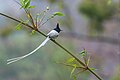 * Nomination Indian Paradise Flycatcher (Terpsiphone paradisi) in Nepal. By User:Mildeep --Nirmal Dulal 08:32, 19 March 2024 (UTC) * Promotion  Support Good quality. --Velvet 07:48, 20 March 2024 (UTC)