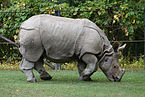 Indian Rhino (Rhinoceros unicornis)