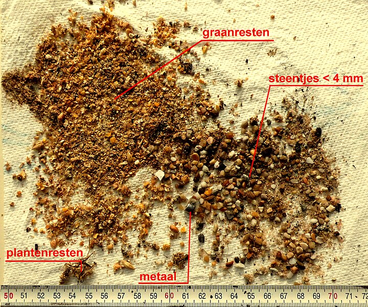 File:Inhoud spiermaag, gespoeld, 2 uur na voeren.jpg