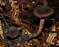 Inocybe calamistratoides 46253.jpg