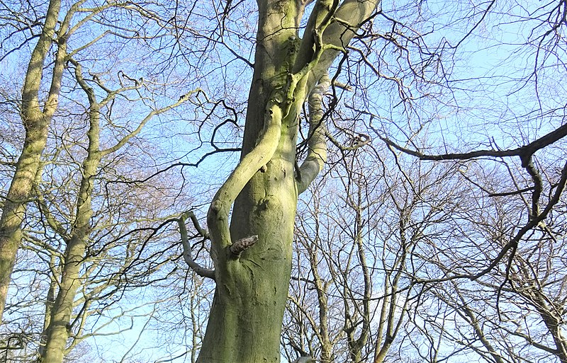 File:Inosculation on a beech tree, the Anderson Plantation, Stewarton, East Ayrshire.jpg