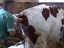 In order for a cow to start producing breast milk, she must first be impregnated. Fertilisation is carried out artificially. Inseminace krav.jpg