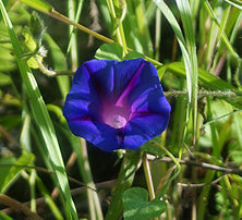 Fleur de volubilis (Ipomoea purpurea) . (définition réelle 1 430 × 1 301)