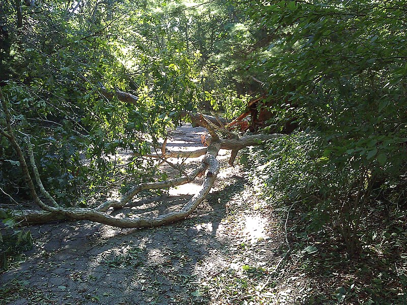 File:Irene Two Broken Trees.jpg