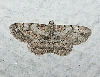 <i>Iridopsis ephyraria</i> Species of moth