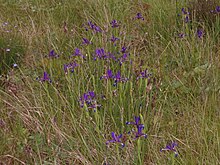 Iris spuria subsp. maritima growing in France Iris spuria maritima smdl 02.JPG