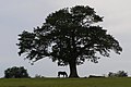 Isolated oak at Backley Holmes, New Forest - geograph.org.uk - 469673.jpg