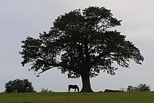 Isolated_oak_at_Backley_Holmes%2C_New_Forest_-_geograph.org.uk_-_469673.jpg