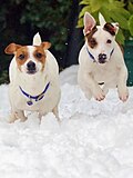 Thumbnail for File:Jack Russell Terriers - Lola &amp; Eddi.jpg