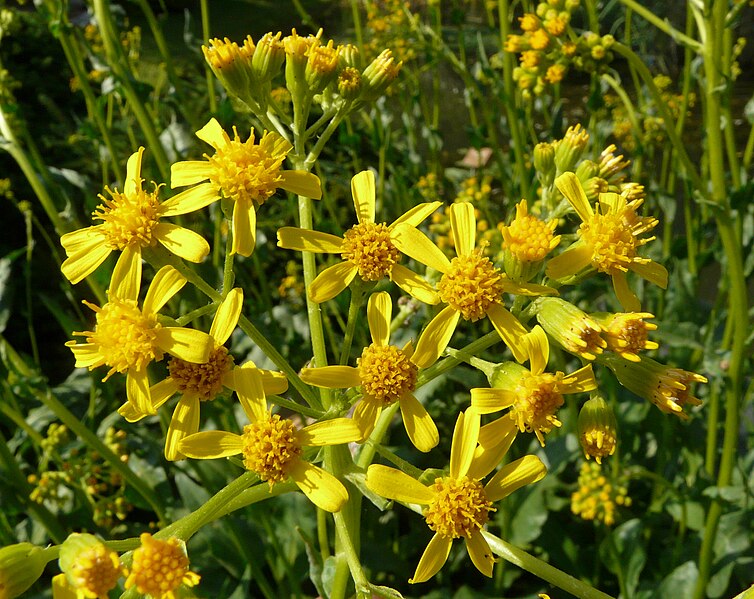 File:Jacobaea paludosa flower (08).jpg