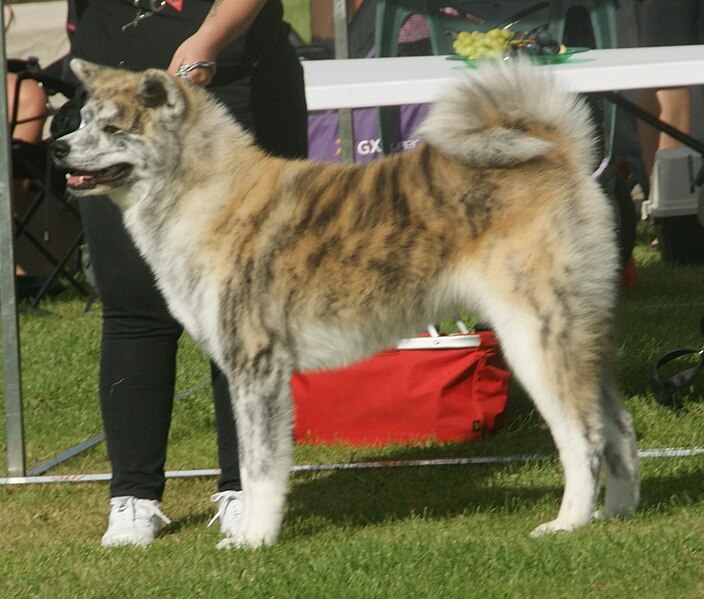 File:Japanese Akita red brindle 3.jpg