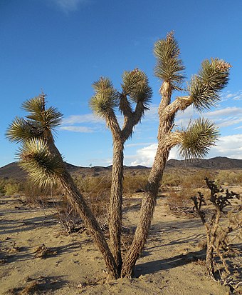A Joshua Tree (Yucca brevifolia) in Joshua Tree