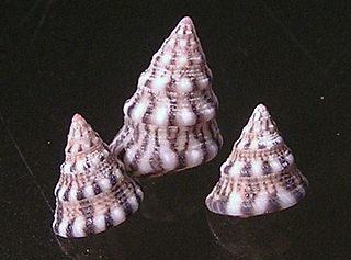 <i>Jujubinus</i> Genus of gastropods