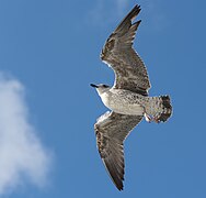 Junge Silbermöve im Flug bei Texel 01 2014.jpg