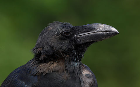 Corvus macrorhynchos (Large-billed Crow)