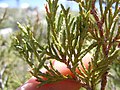 Foliage; Big Southern Butte, Idaho