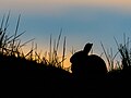 * Nomination Silhouette of a rabbit --Stephan Sprinz 17:08, 5 June 2024 (UTC) * Critique requise