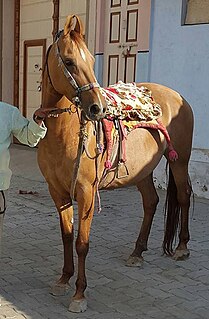 Kathiawari horse Indian breed of horse