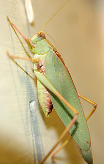 Ensifera Suborder of cricket-like animals