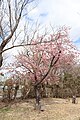 P086 河津桜 Kawazuzakura 全体の写真