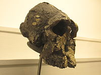 Kenyanthropus platyops (3,5 Mya)