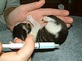 Kitten-size-comparison.jpg