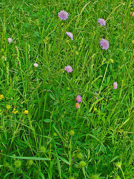 File:Knautia arvensis 001.JPG