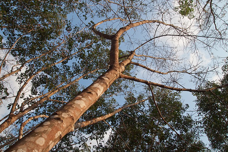 File:Koh Chang, Thailand, Rubber tree.jpg