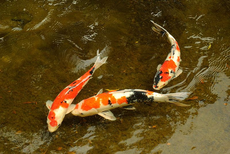 File:Koi at Japanese Garden - UH Manoa (5674161714).jpg