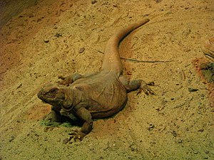 Komodo Dragon (4532873218).jpg